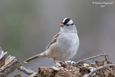 Bruant à couronne blanche - White-crowned Sparrow m17 2