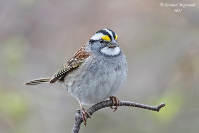 Bruant à gorge blanche - White-throated Sparrow m17 1