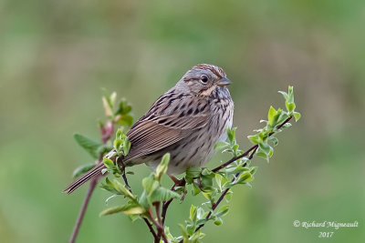 Bruant de Lincoln - Lincoln’s Sparrow m17 1
