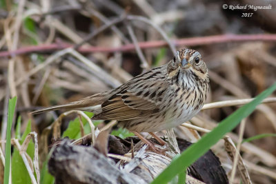 Bruant de Lincoln - Lincoln’s Sparrow m17 3