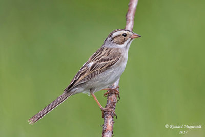 Bruant des plaines - Clay-coloured Sparrow m17 1
