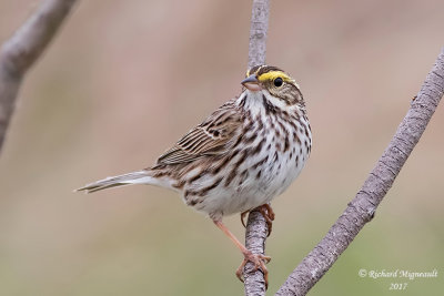 Bruant des prés - Savannah Sparrow m17 1