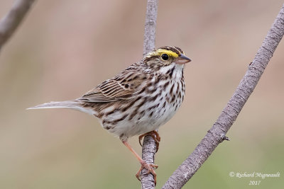 Bruant des prés - Savannah Sparrow m17 2