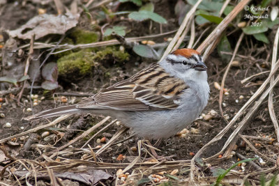 Bruant familier - Chipping Sparrow m17 1