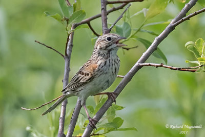Bruant vespéral - Vesper Sparrow m17 1
