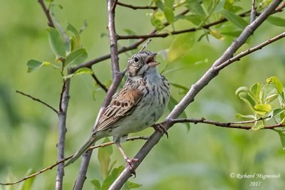 Bruant vespéral - Vesper Sparrow m17 2