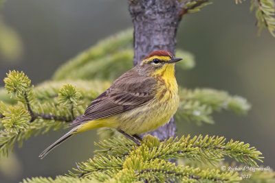 Paruline à couronne rousse - Palm Warbler m17