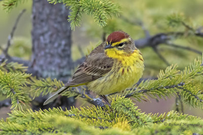 Paruline à couronne rousse - Palm Warbler m17 2