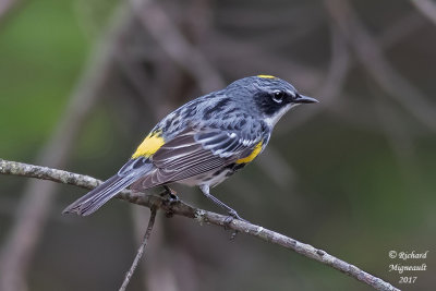 Paruline à croupion jaune - Yellow-rumped Warbler m17 1