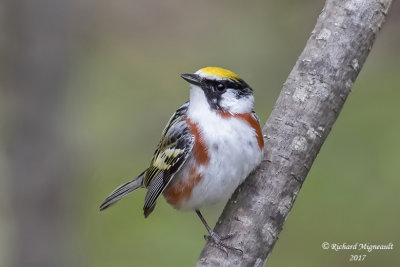 Paruline à flancs marron - Chestnut-sided Warbler m17 2