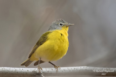 Paruline à joues grises - Nashville Warbler m17 1
