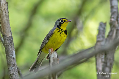 Paruline du Canada - Canada Warbler m17 1