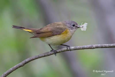 Paruline flamboyante - American Redstart m17 3