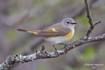 Paruline flamboyante - American Redstart F m17 1