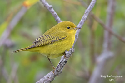Paruline jaune - Yellow Warbler m17 3