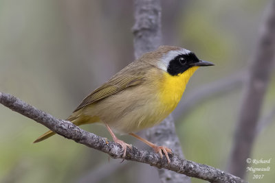 Paruline masquée - Common Yellowthroat M m17 1