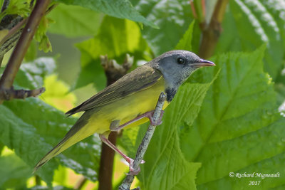 Paruline triste - Mourning Warbler m17