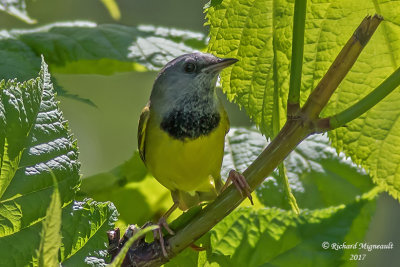 Paruline triste - Mourning Warbler m17 3