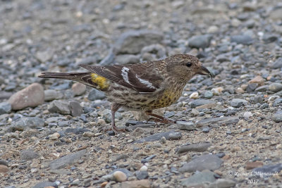 Bec-croisé bifascié - White-winged Crossbil m17 3