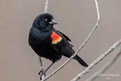 Carouge à épaulettes - Red-winged Blackbird m17 1
