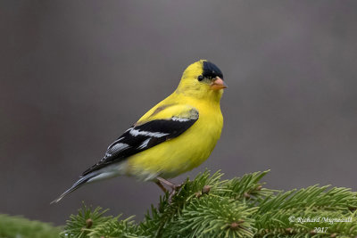 Chardonneret jaune - American Goldfinch m17 1
