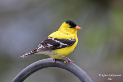Chardonneret jaune - American Goldfinch m17 2