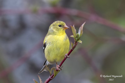 Chardonneret jaune - American Goldfinch female m17 3