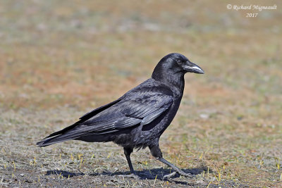 Corneille d’Amérique - American Crow m17 1