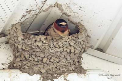 Hirondelle à front blanc - Cliff Swallow m17 1