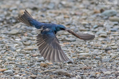 Hirondelle bicolore - Tree Swallow m17 1