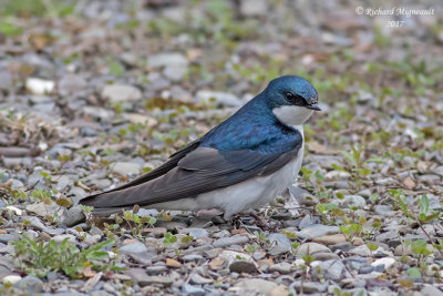 Hirondelle bicolore - Tree Swallow m17 2