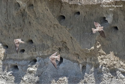 Hirondelle de rivage - Bank Swallow m17 1