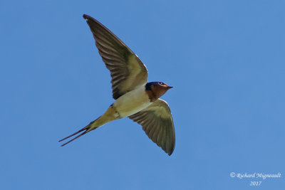 Hirondelle rustique - Barn Swallow m17 2