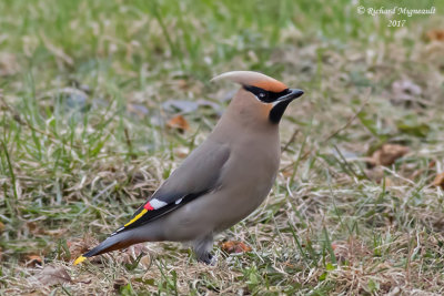 Jaseur boréal - Bohemian Waxwing m17 2