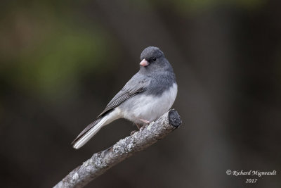 Junco ardoisé - Dark-eyed Junco m17 1