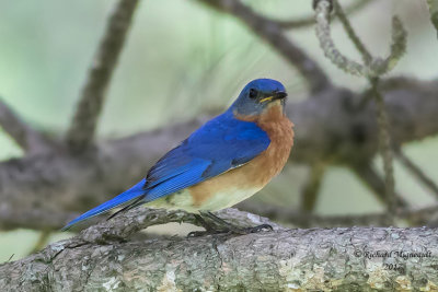 Merlebleu de l’Est - Eastern Bluebird m17 1