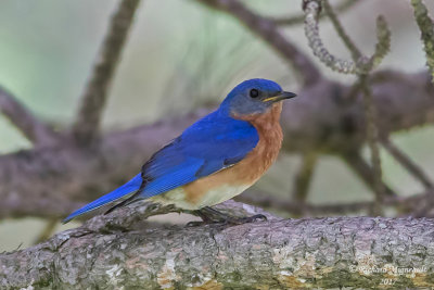 Merlebleu de l’Est - Eastern Bluebird m17 2