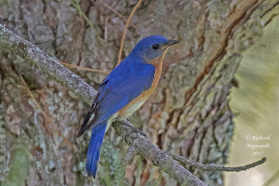 Merlebleu de l’Est - Eastern Bluebird m17 3