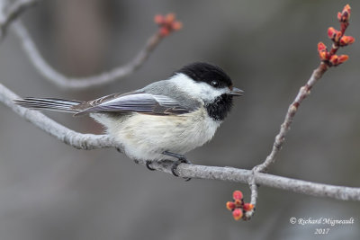 Mésange à tête noire - Black-capped Chickadee m17 2