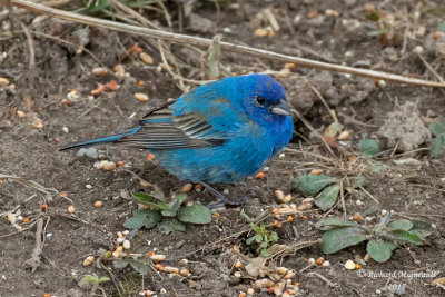 Passerin indigo - Indigo Bunting m17 1