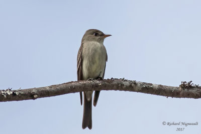 Pioui de l’Est - Eastern Wood-Pewee m17 1