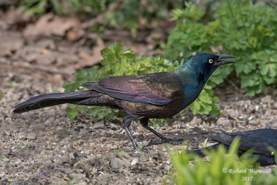 Quiscale bronzé - Common Grackle m17 1