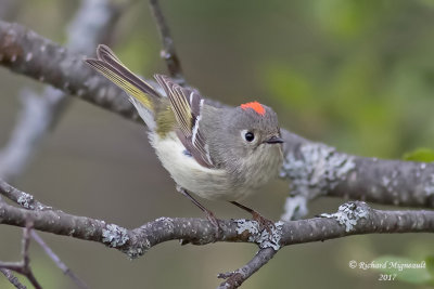 Roitelet à couronne rubis - Ruby-crowned Kinglet m17 1