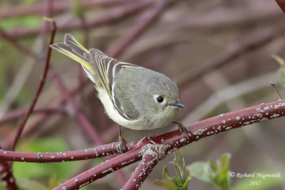 Roitelet à couronne rubis - Ruby-crowned Kinglet m17 3