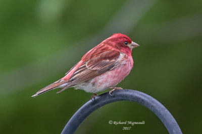Roselin pourpré - Purple Finch m17 3