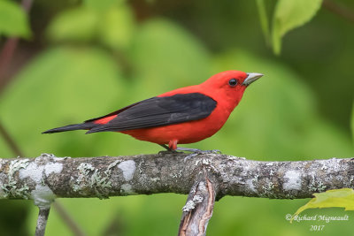 Tangara écarlate - Scarlet Tanager m17 1