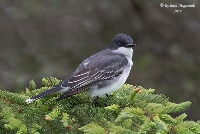 Tyran tritri - Eastern Kingbird m17 1