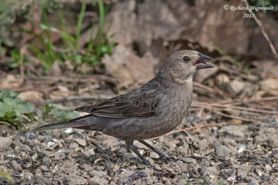 Vacher à tête brune - Brown-headed Cowbird m17 1