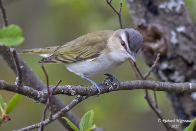 Viréo aux yeux rouges - Red-eyed Vireo m17 1