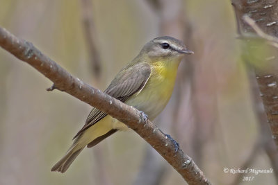 Viréo de Philadelphie - Philadelphia Vireo m17 1